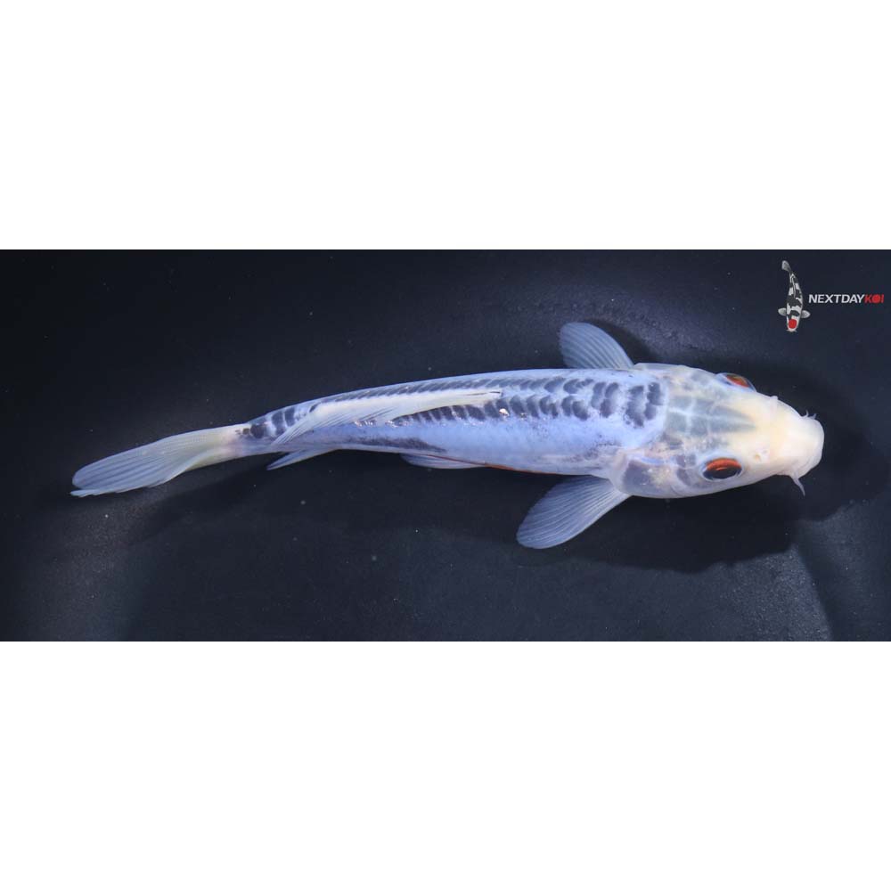 6” Imported Shusui