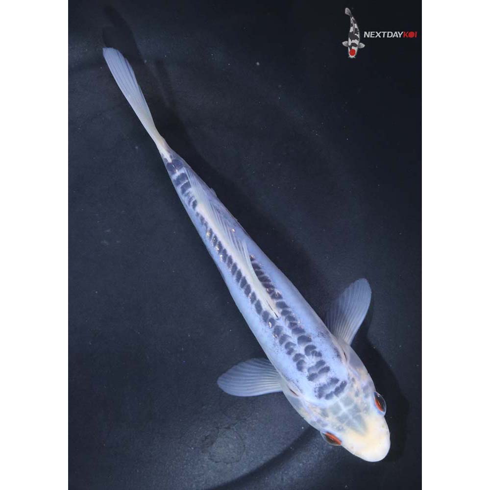 6” Imported Shusui