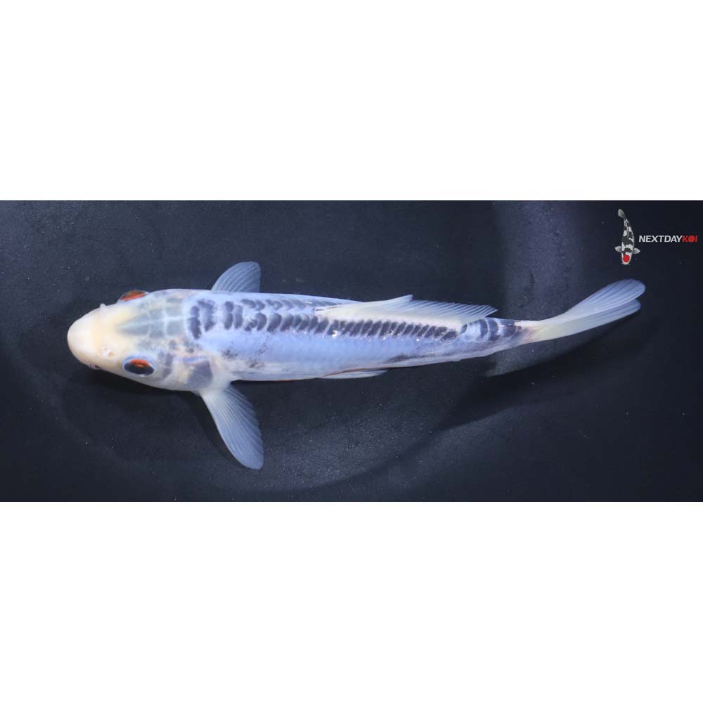 6” Imported Shusui