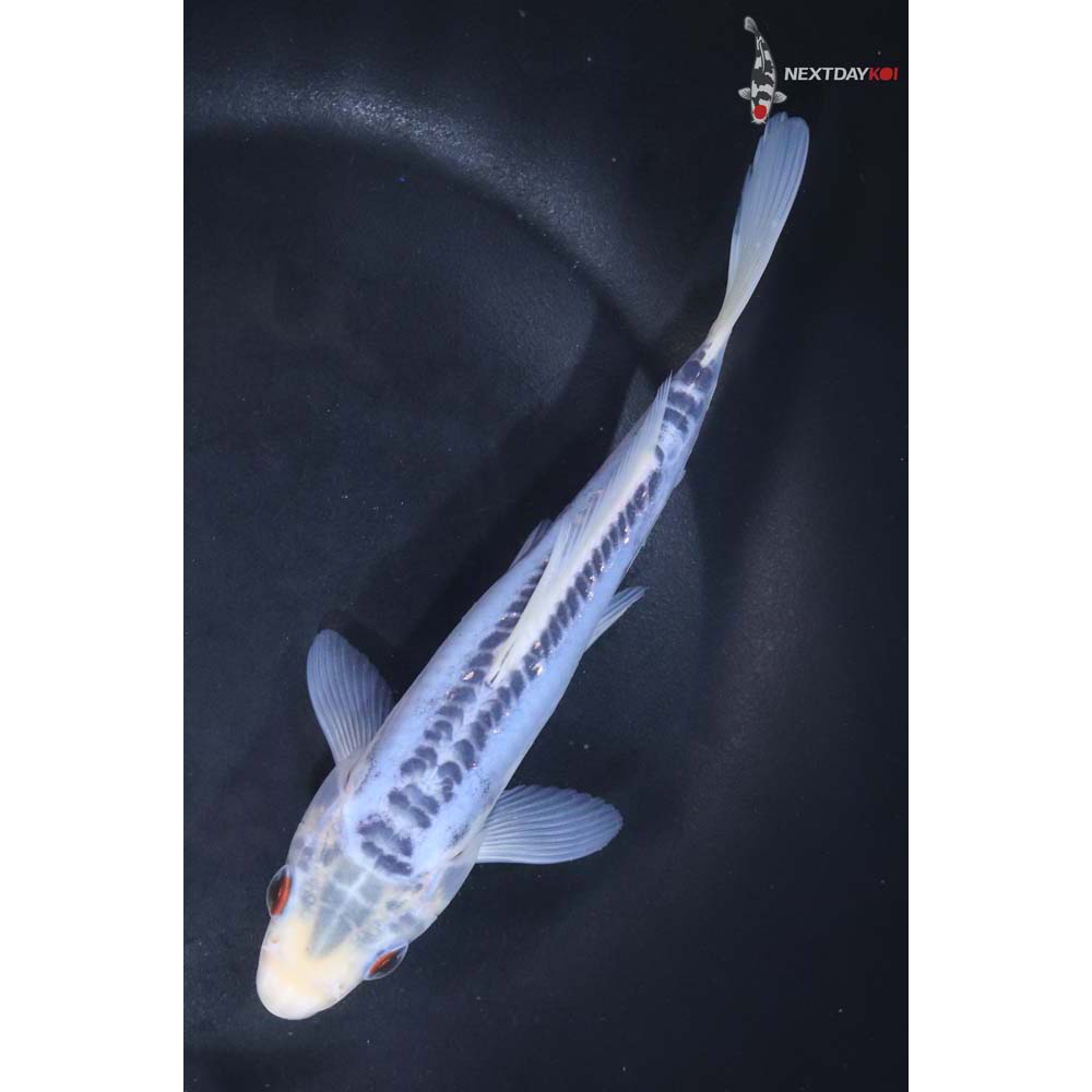 6” Imported Shusui