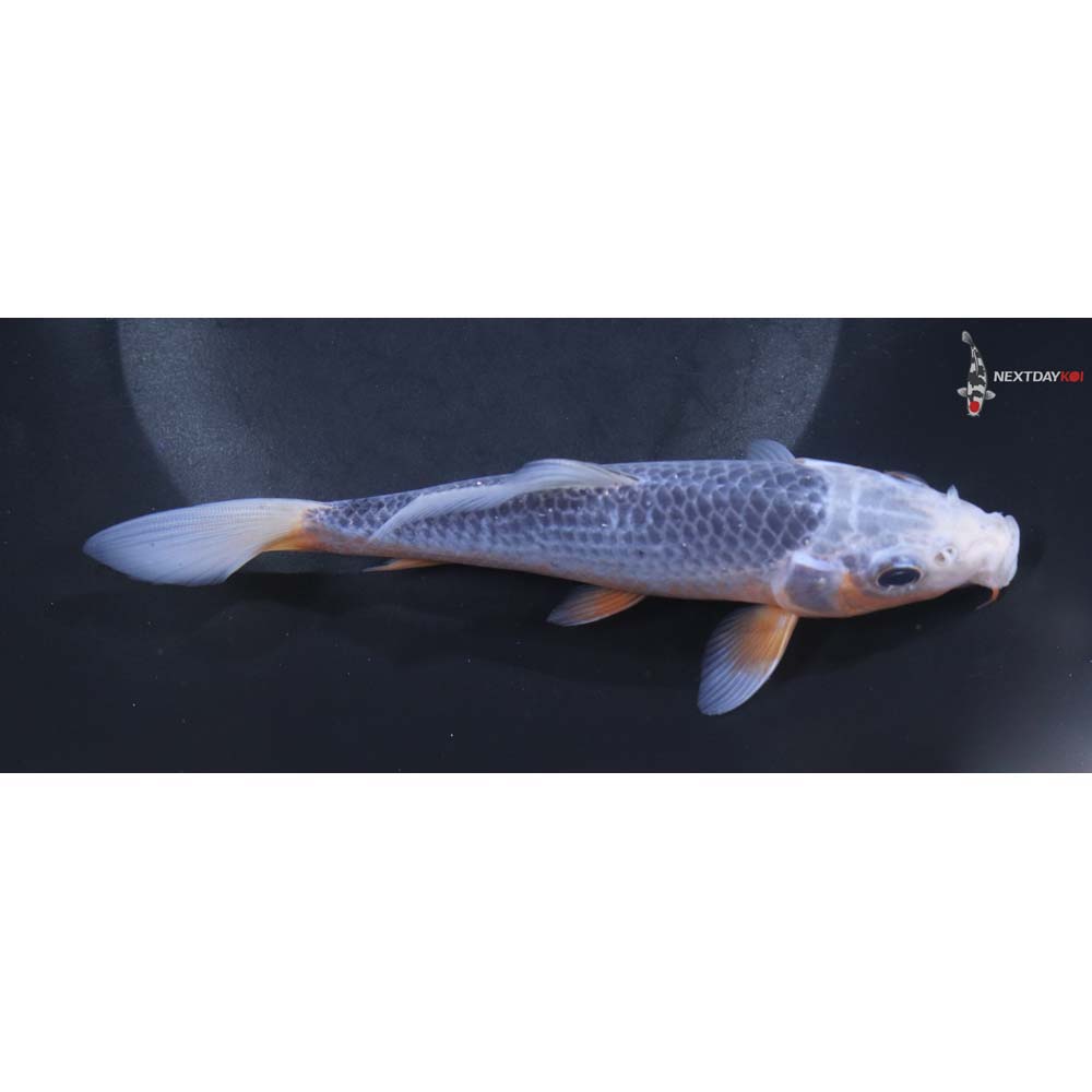 6.5” Imported Asagi