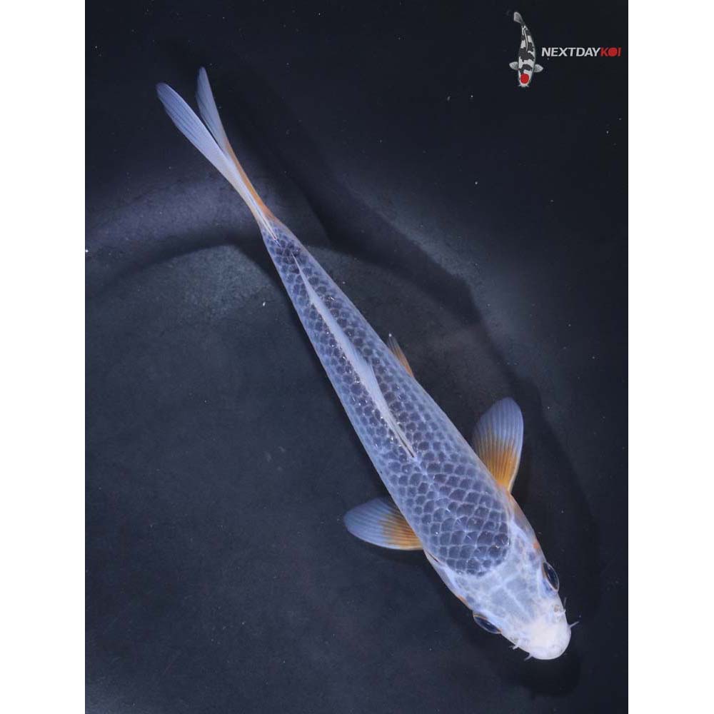 6.5” Imported Asagi