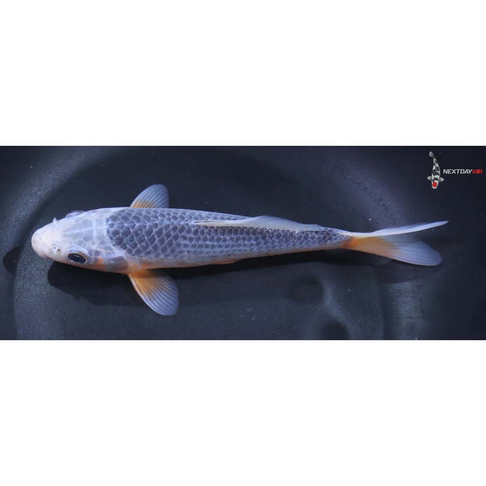 6.5” Imported Asagi