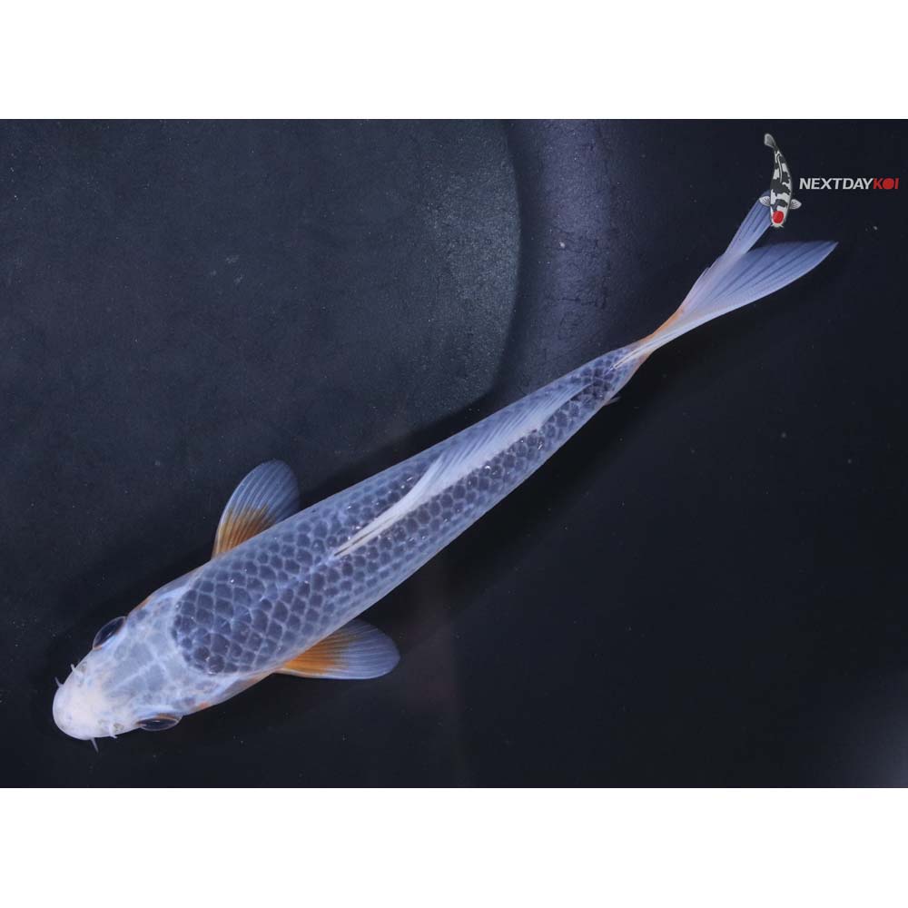 6.5” Imported Asagi