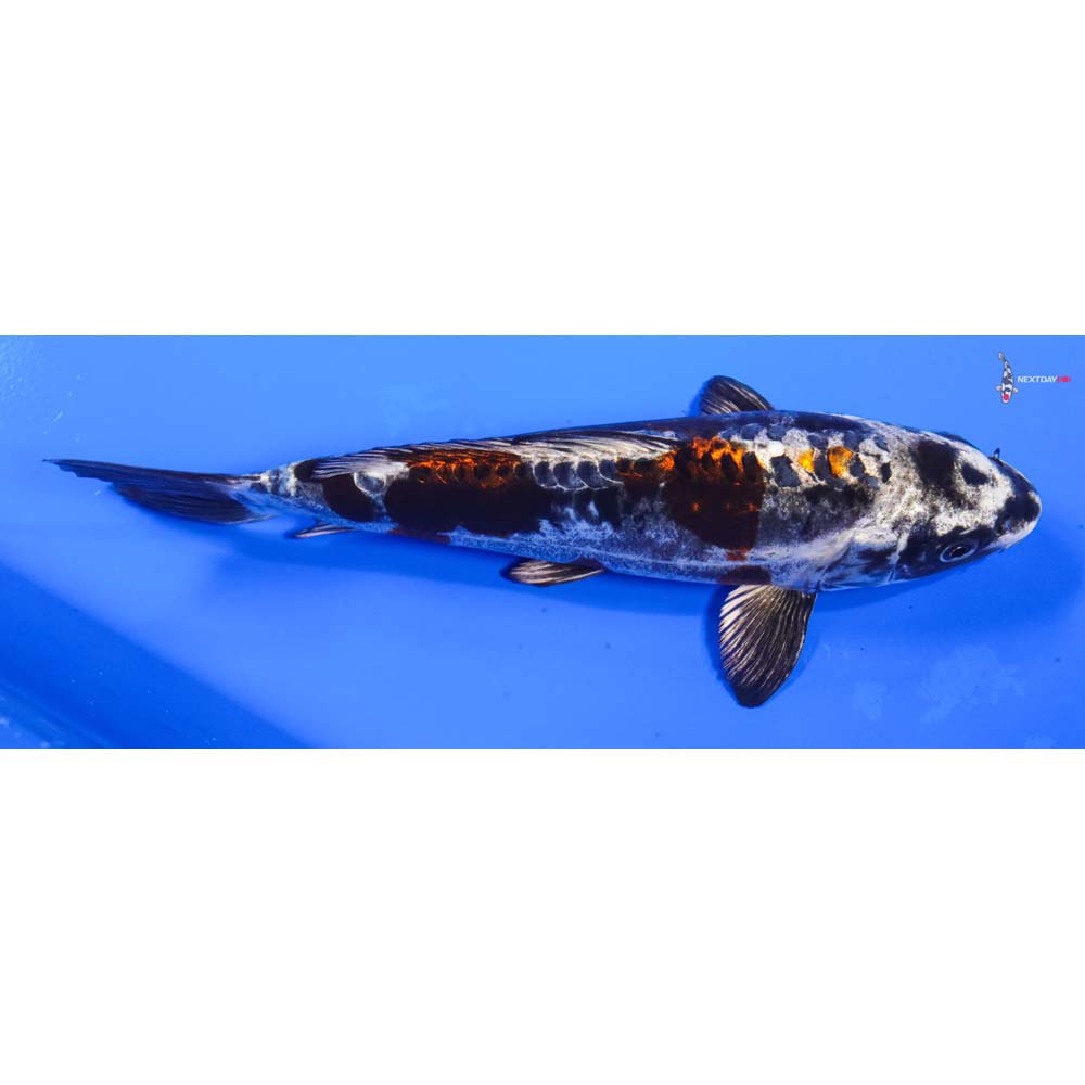 9” Imported Kin Kikokuryu