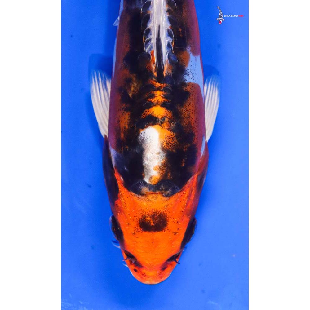 8” Imported Kin Kikokuryu