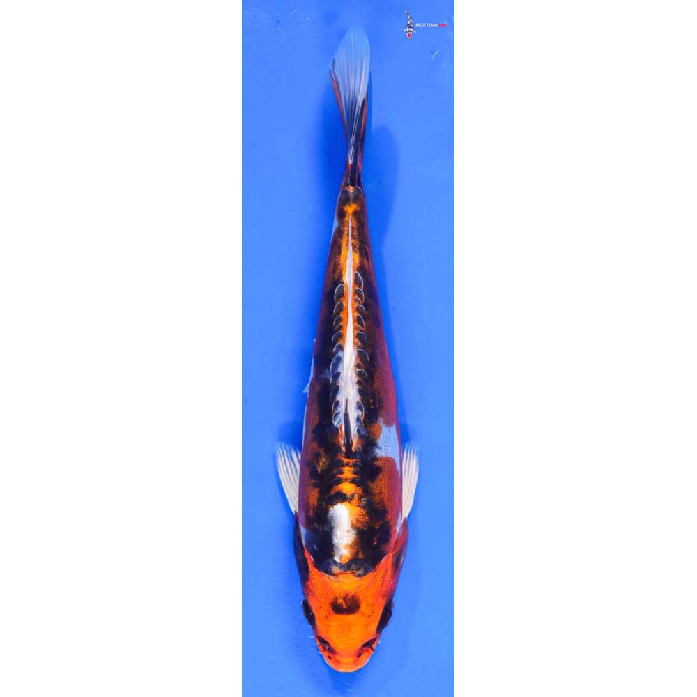 8” Imported Kin Kikokuryu