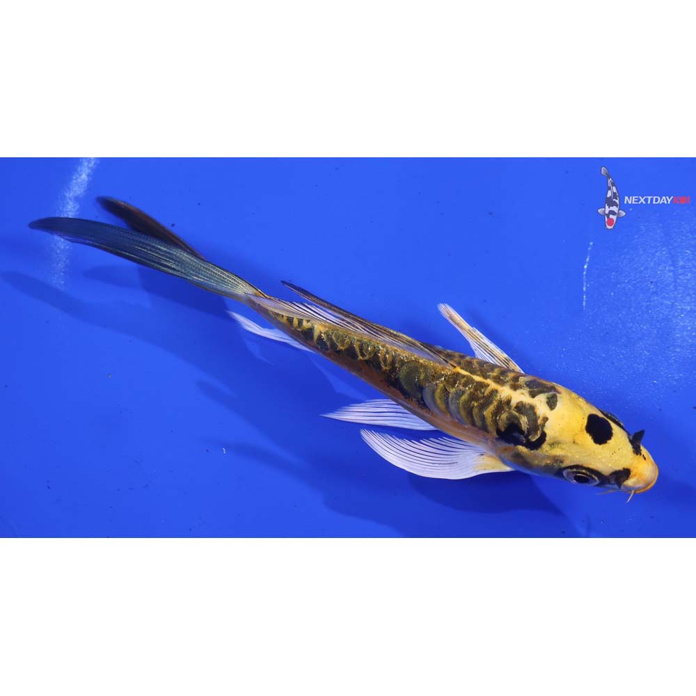 5.5” Imported Doitsu Ki Matsuba Butterfly Koi