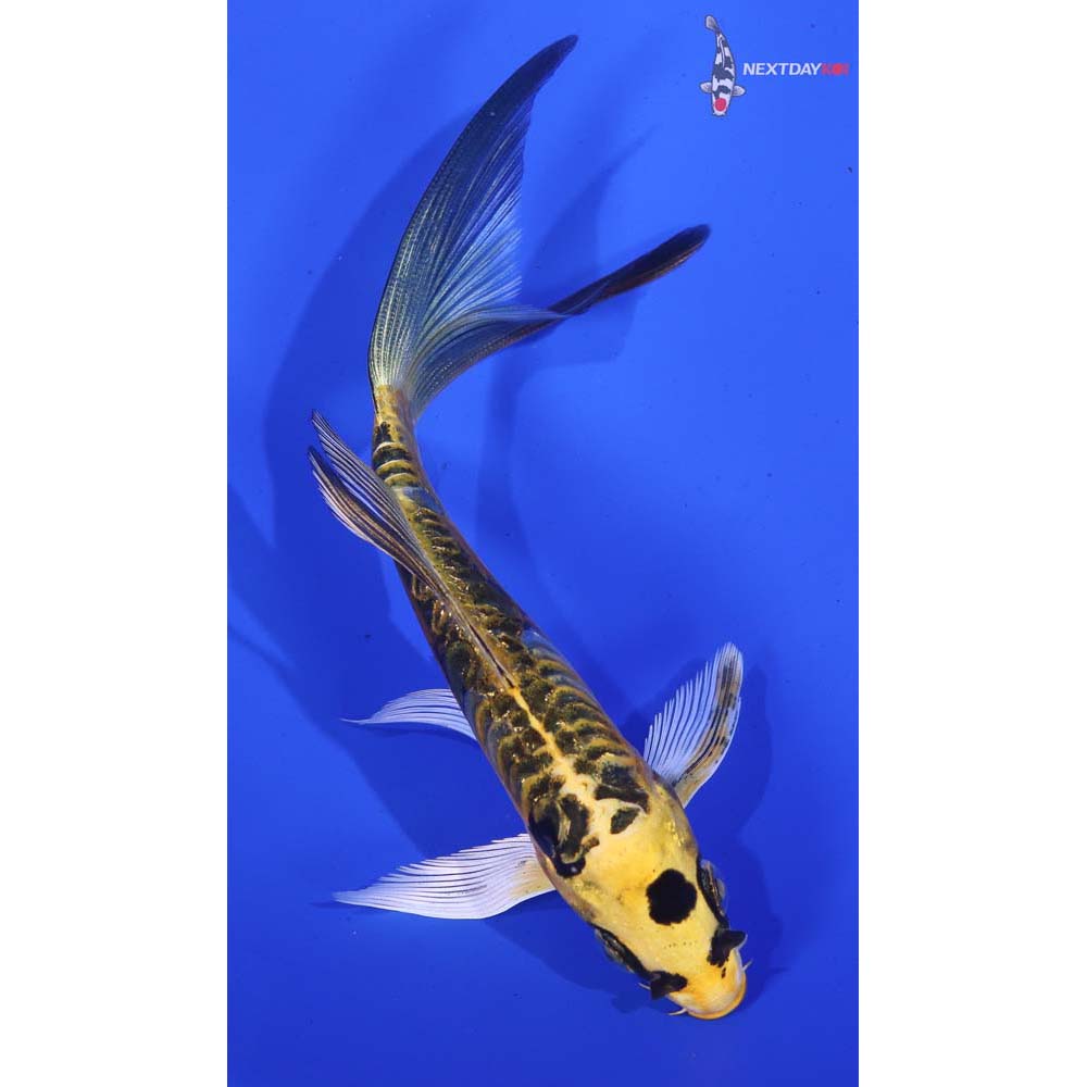 5.5” Imported Doitsu Ki Matsuba Butterfly Koi