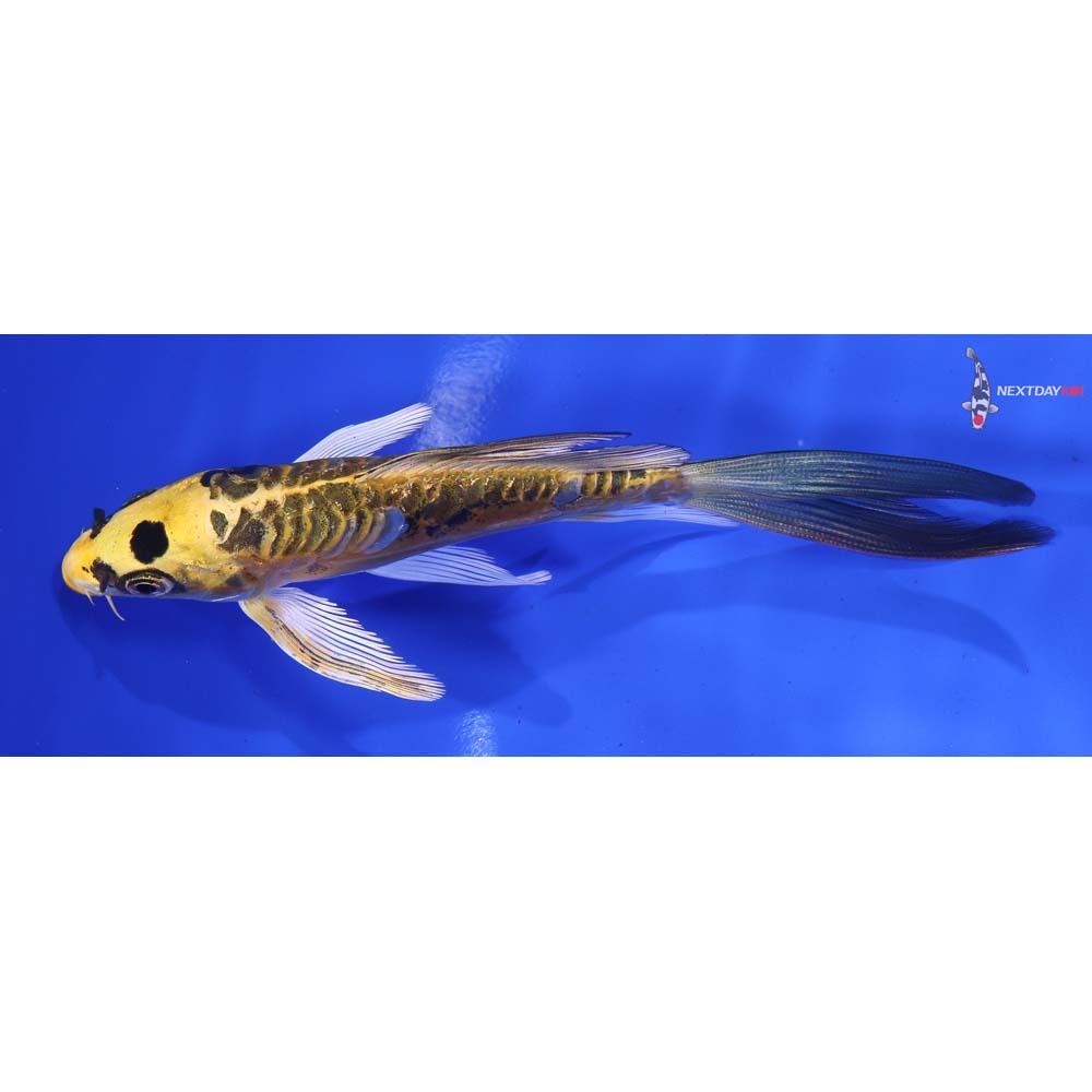 5.5” Imported Doitsu Ki Matsuba Butterfly Koi