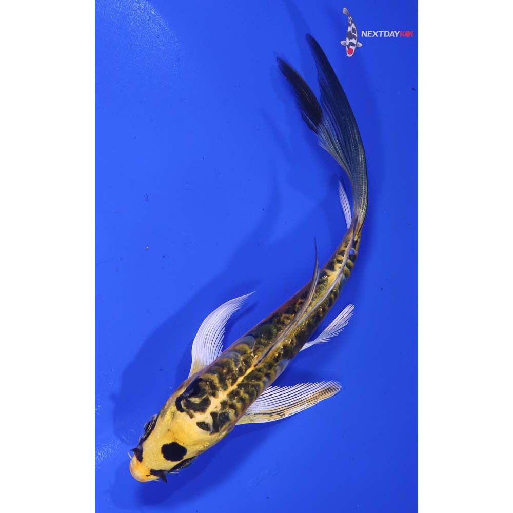 5.5” Imported Doitsu Ki Matsuba Butterfly Koi