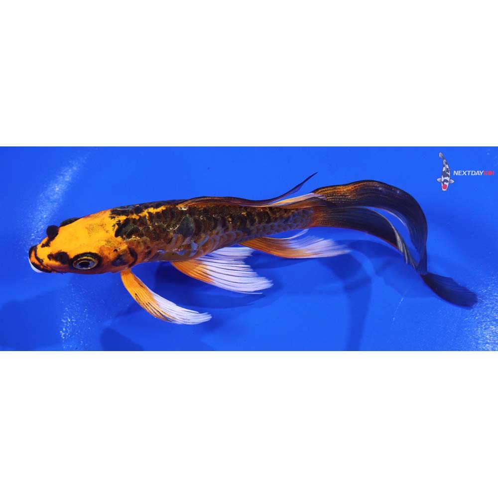 5.5” Imported Doitsu Orenji Matsuba Butterfly Koi