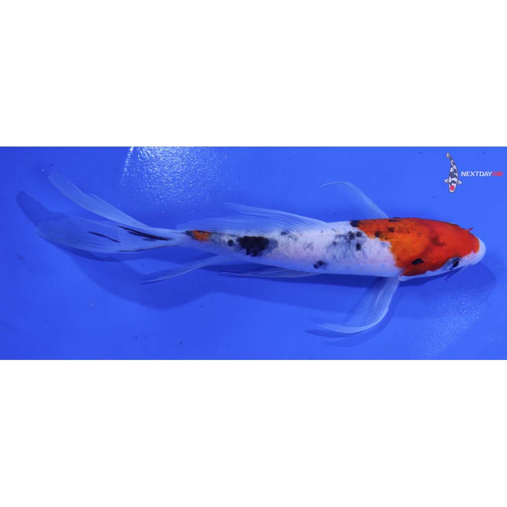 6” Imported Sanke Butterfly Koi