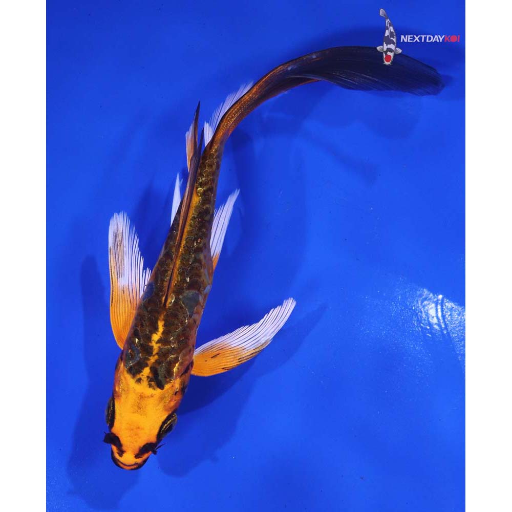 5.5” Imported Doitsu Orenji Matsuba Butterfly Koi
