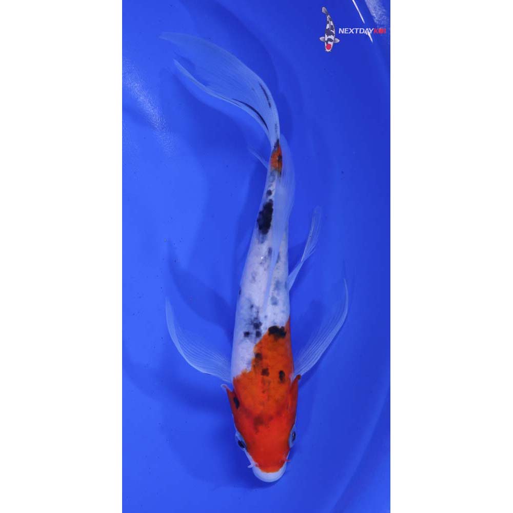 6” Imported Sanke Butterfly Koi