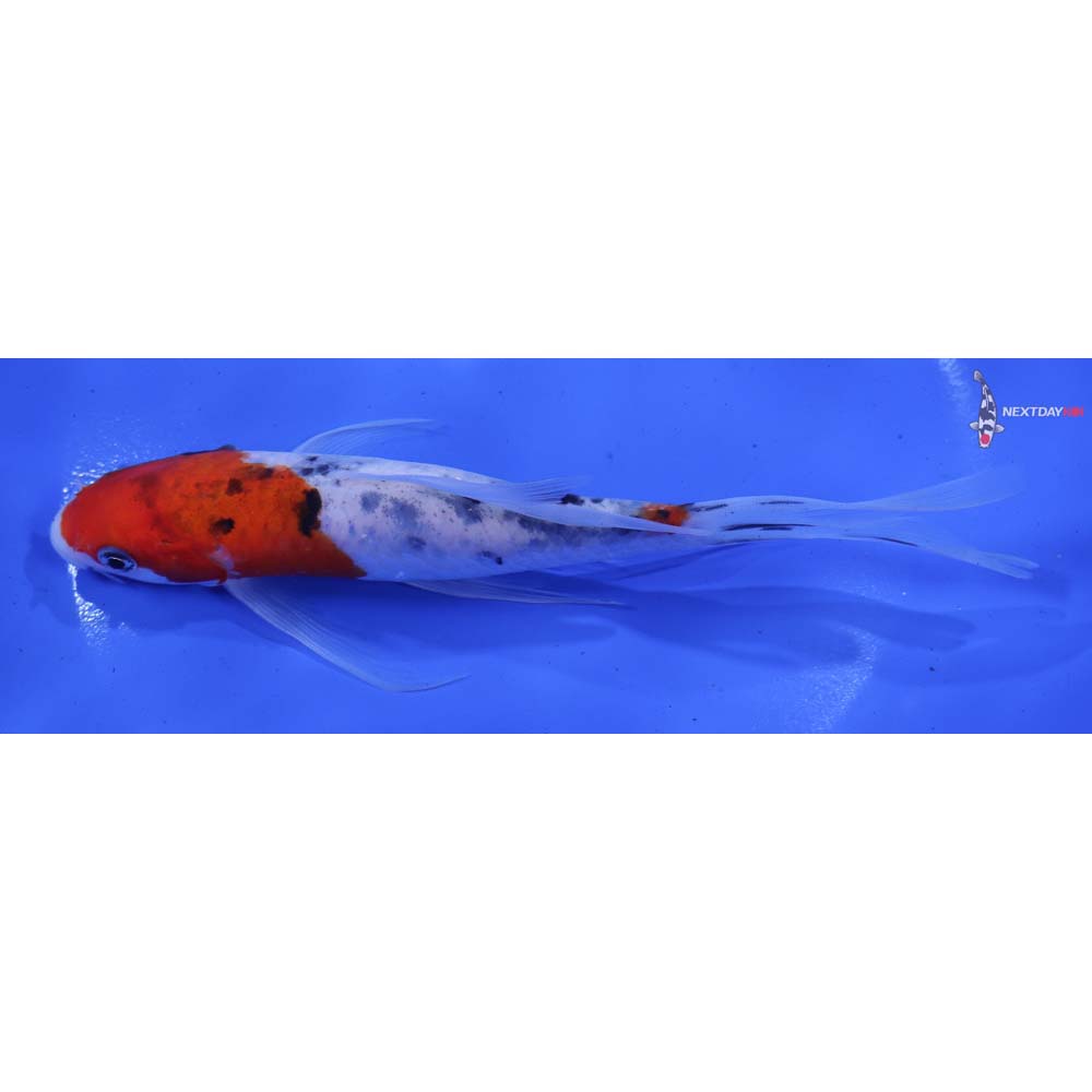 6” Imported Sanke Butterfly Koi