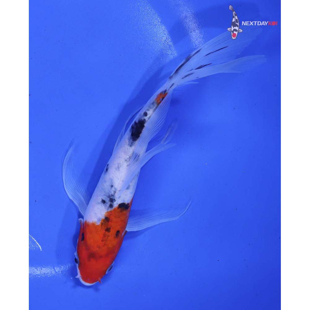 6” Imported Sanke Butterfly Koi
