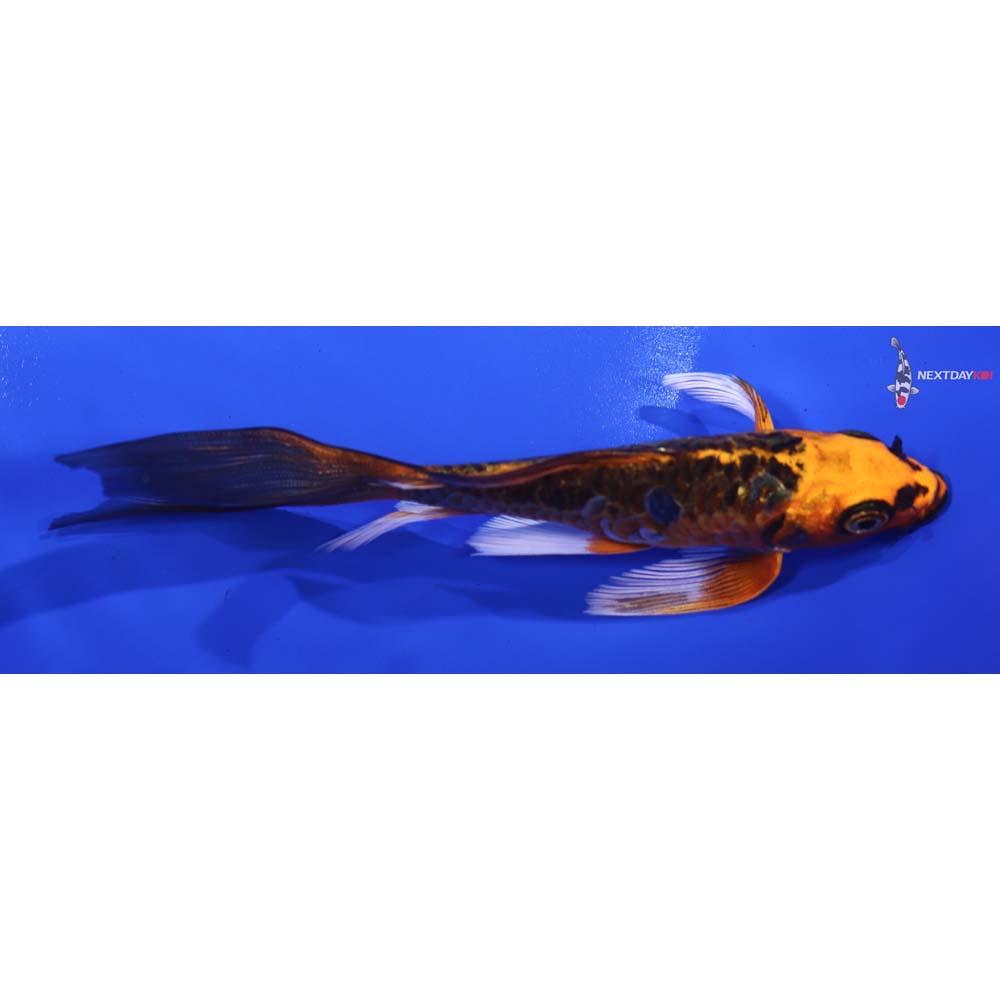 5.5” Imported Doitsu Orenji Matsuba Butterfly Koi