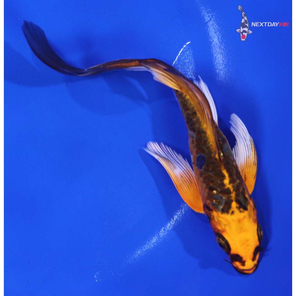 5.5” Imported Doitsu Orenji Matsuba Butterfly Koi