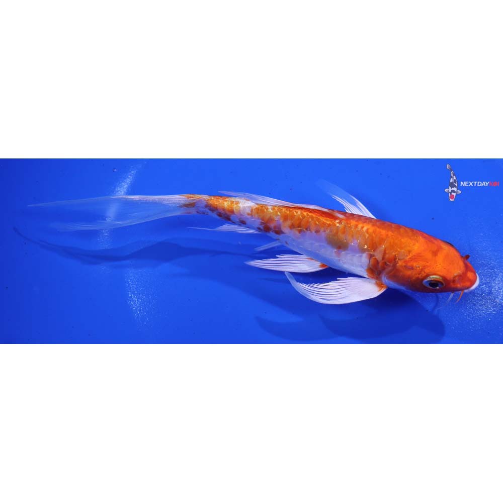 6.5” Imported Kikusui Butterfly Koi
