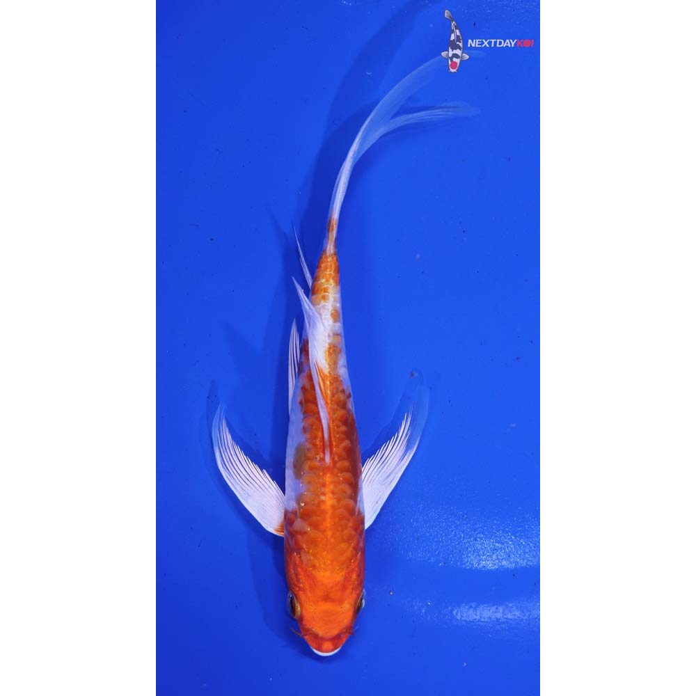 6.5” Imported Kikusui Butterfly Koi