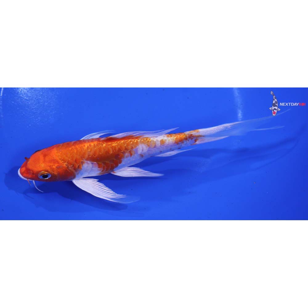 6.5” Imported Kikusui Butterfly Koi