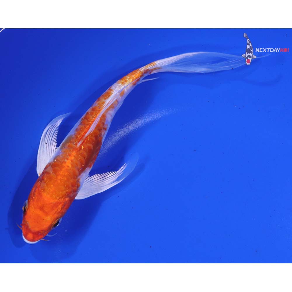 6.5” Imported Kikusui Butterfly Koi