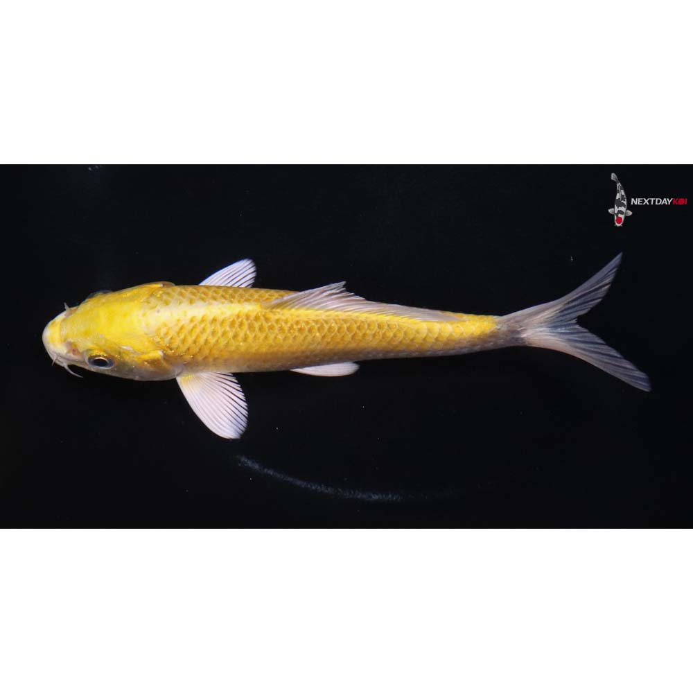 6” Imported Yamabuki Ogon