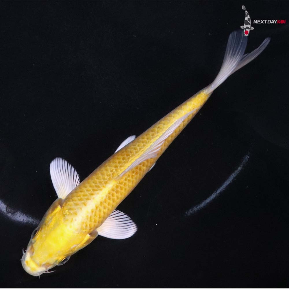 6” Imported Yamabuki Ogon