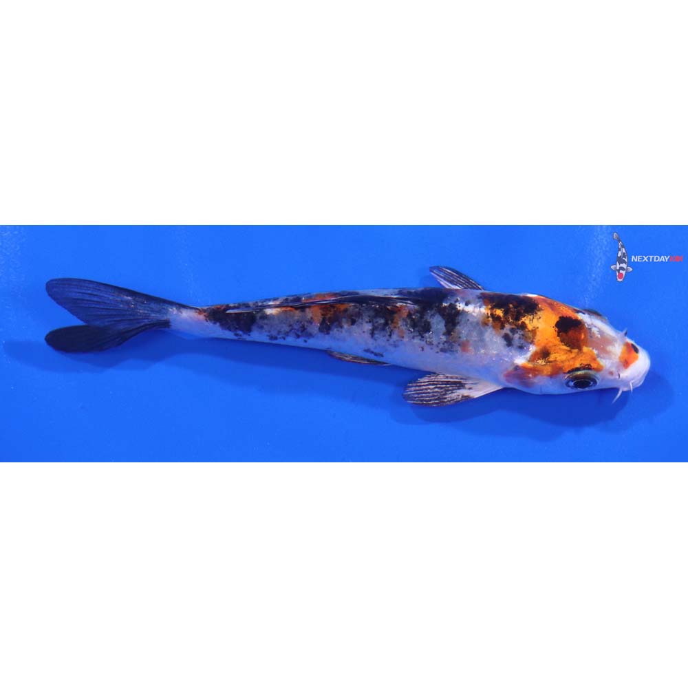 4.5” Imported Yamato Nishiki