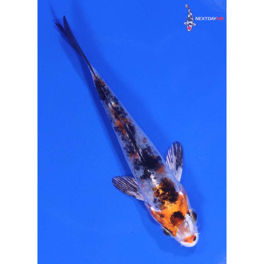 4.5” Imported Yamato Nishiki