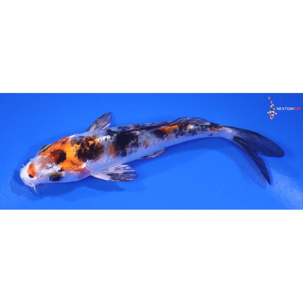 4.5” Imported Yamato Nishiki