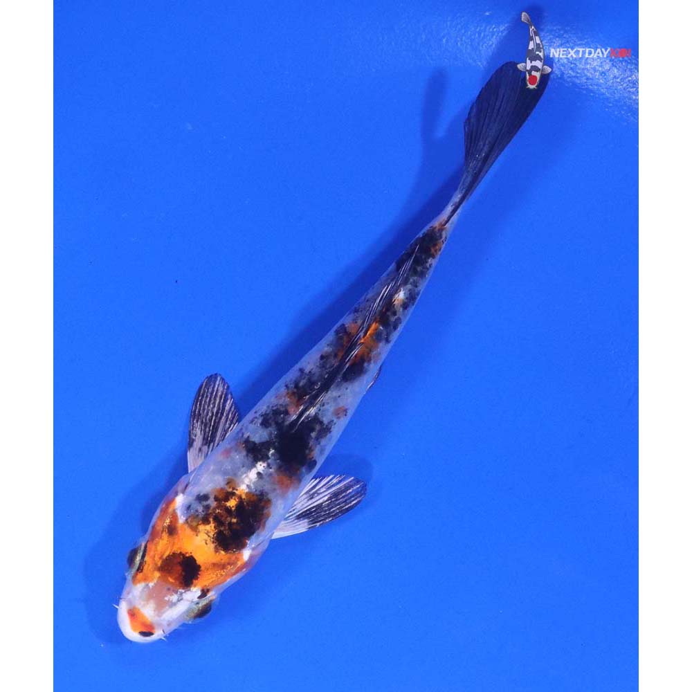 4.5” Imported Yamato Nishiki