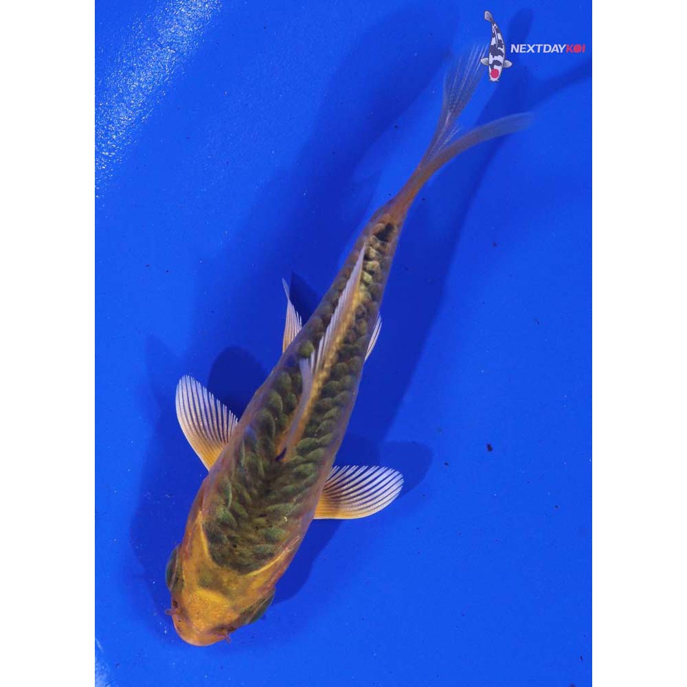 3” Imported Armor Scaled Orenji Matsuba