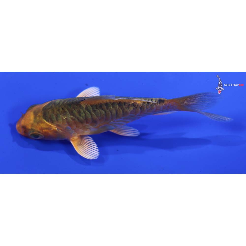 3” Imported Armor Scaled Orenji Matsuba