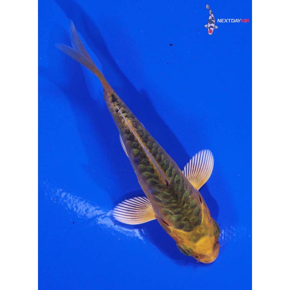 3” Imported Armor Scaled Orenji Matsuba