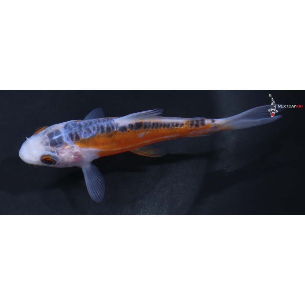 3.5” Imported Shusui