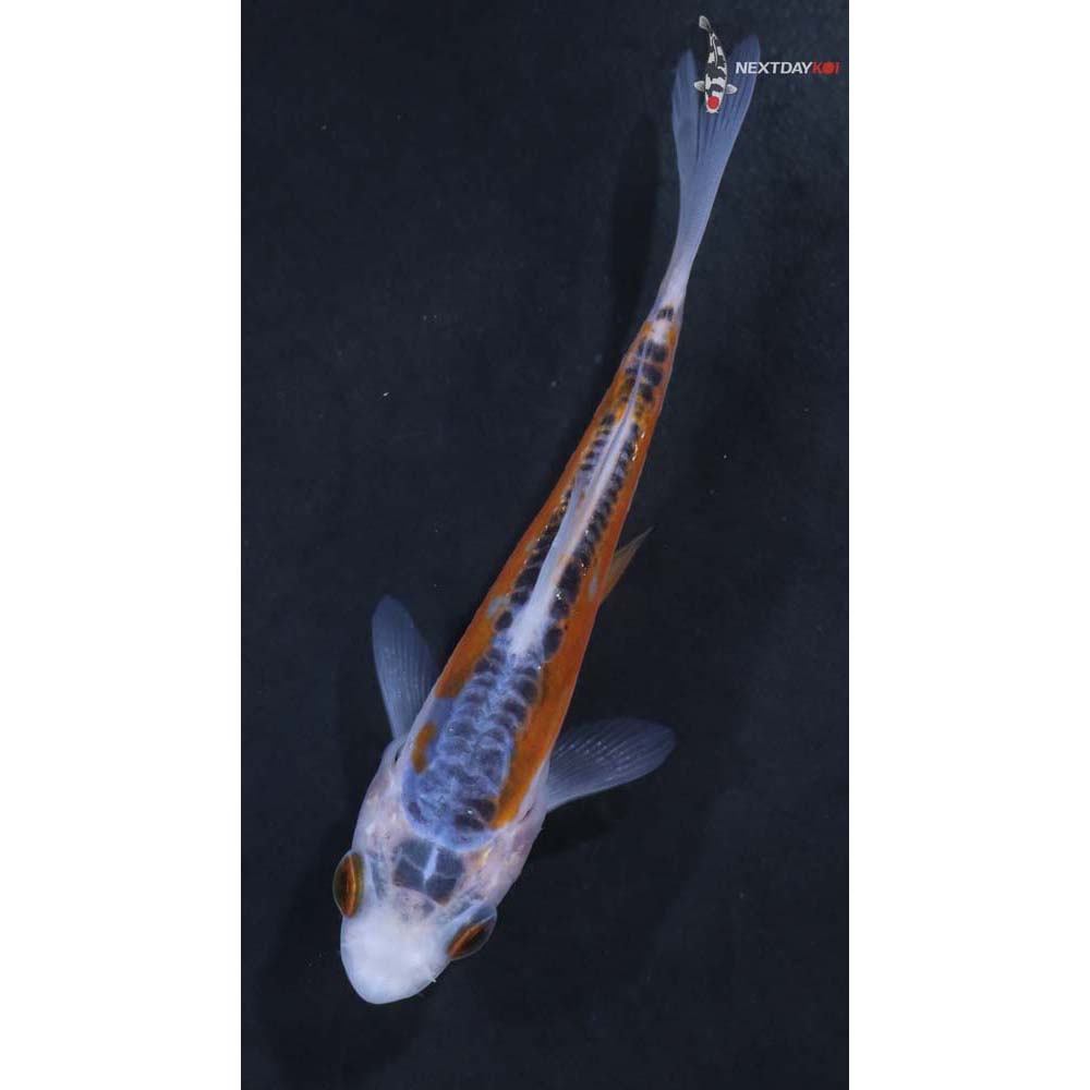 3.5” Imported Shusui