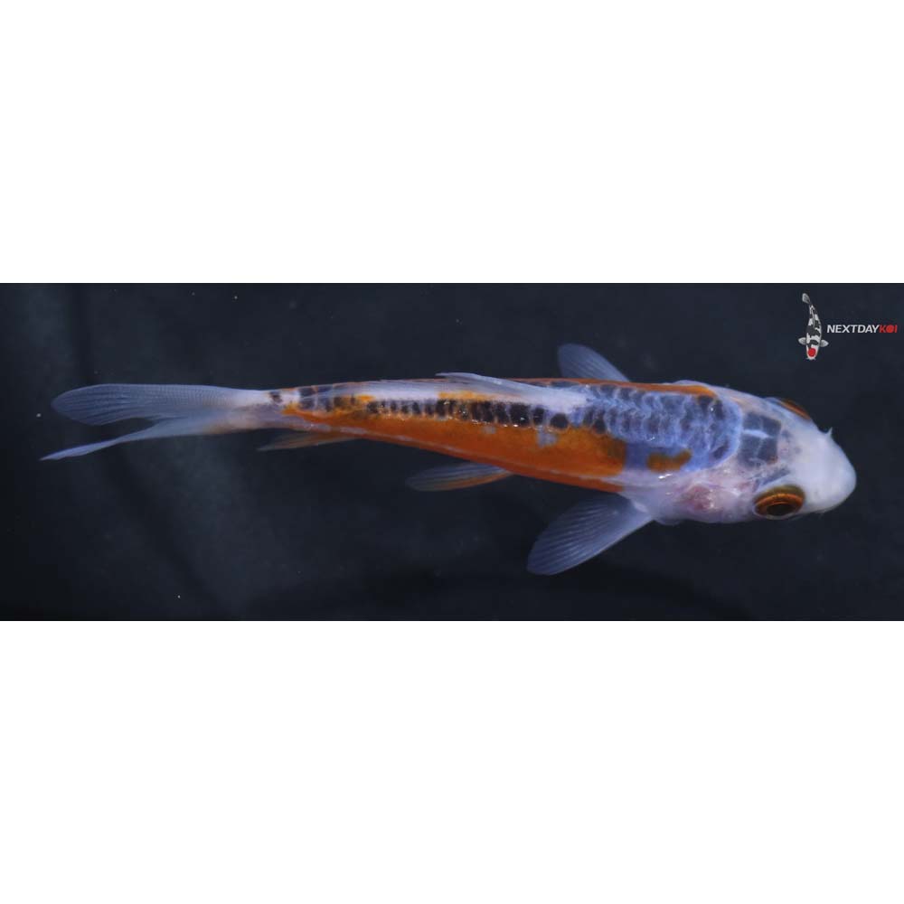 3.5” Imported Shusui