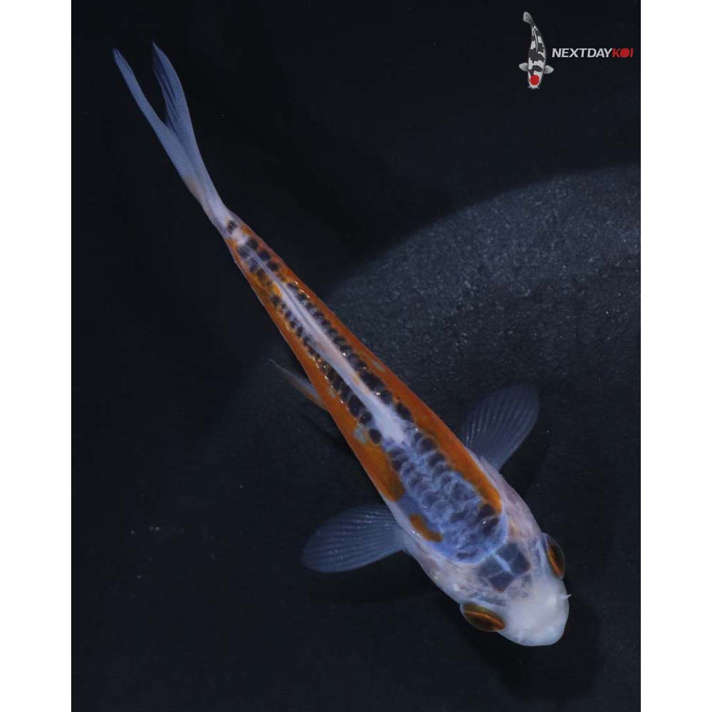 3.5” Imported Shusui