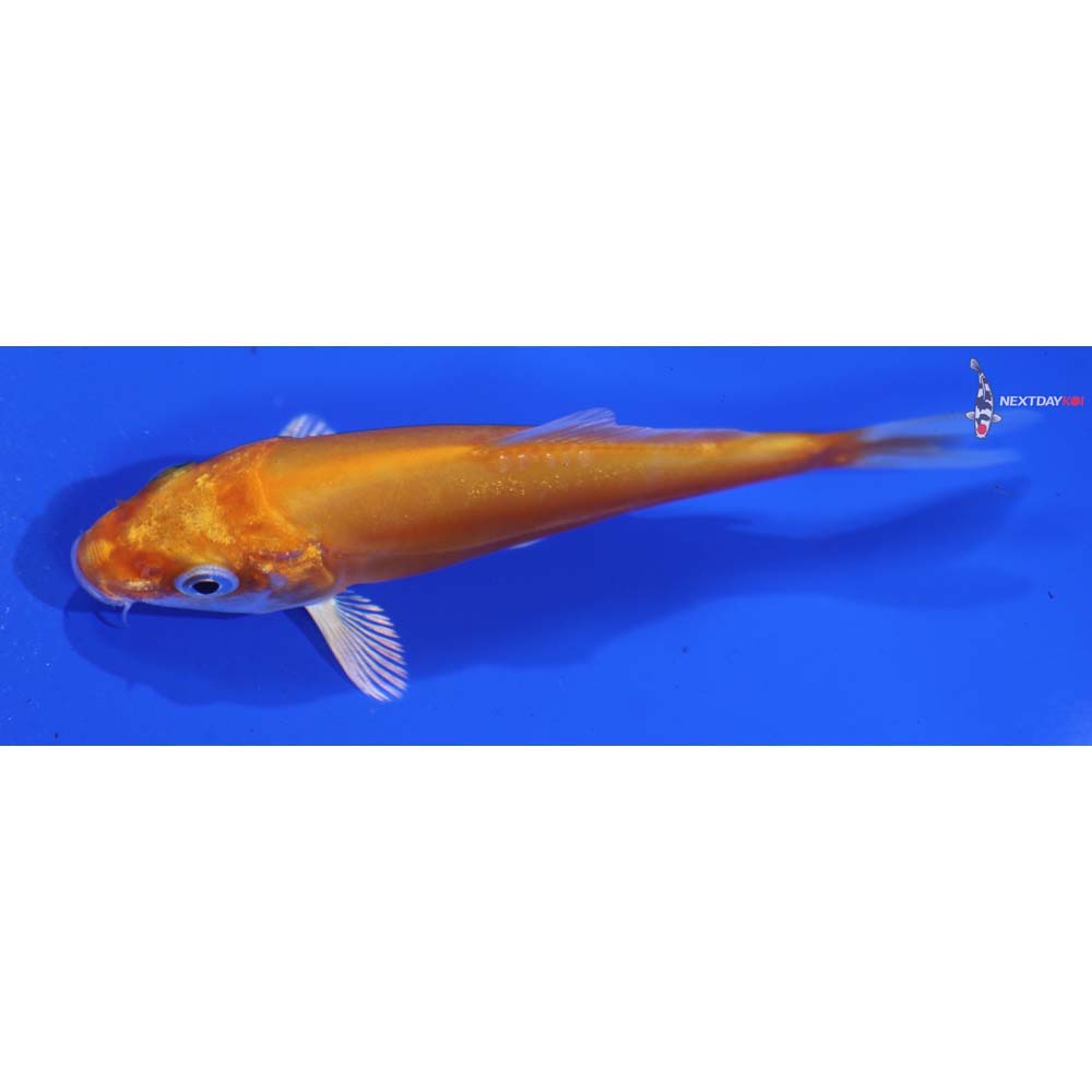 4” Imported Kikusui