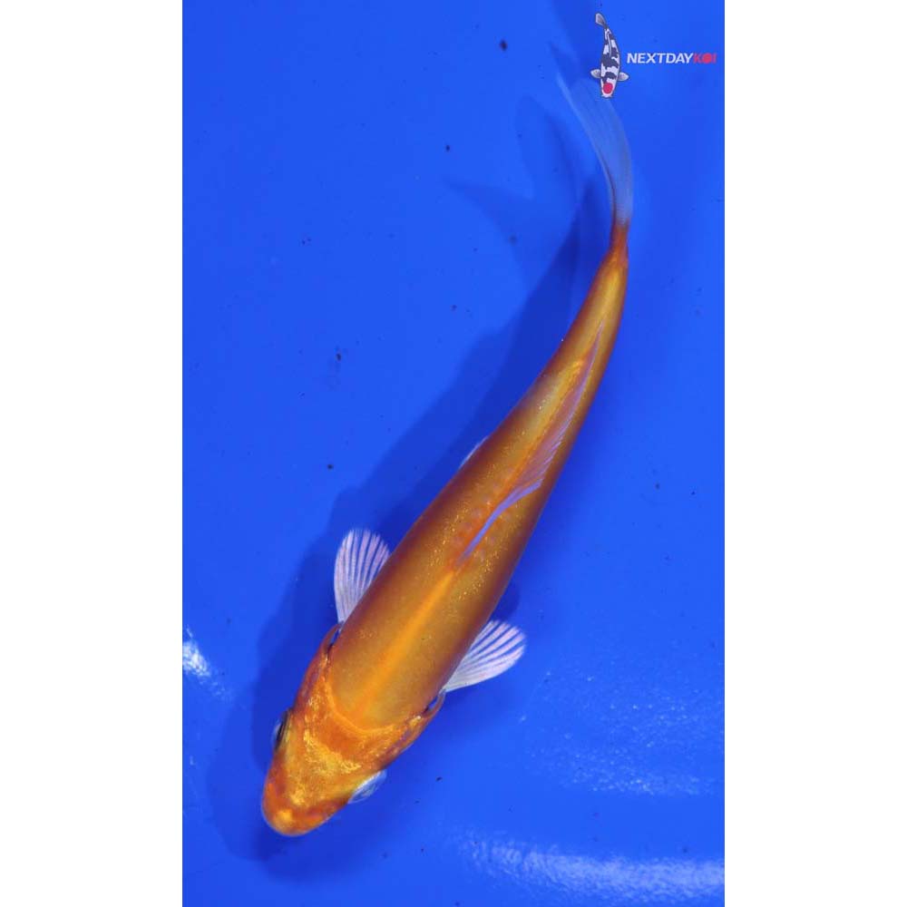 4” Imported Kikusui