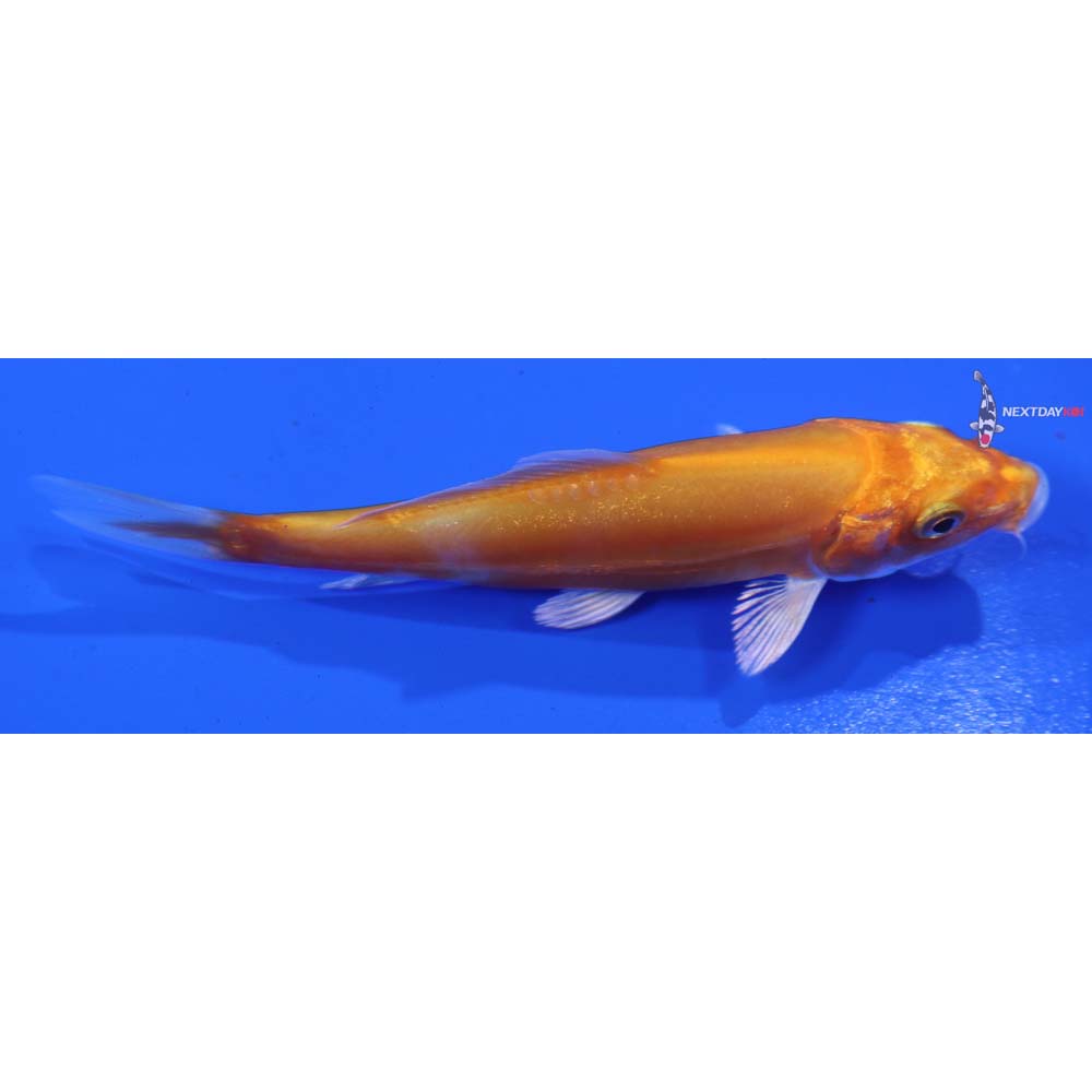 4” Imported Kikusui