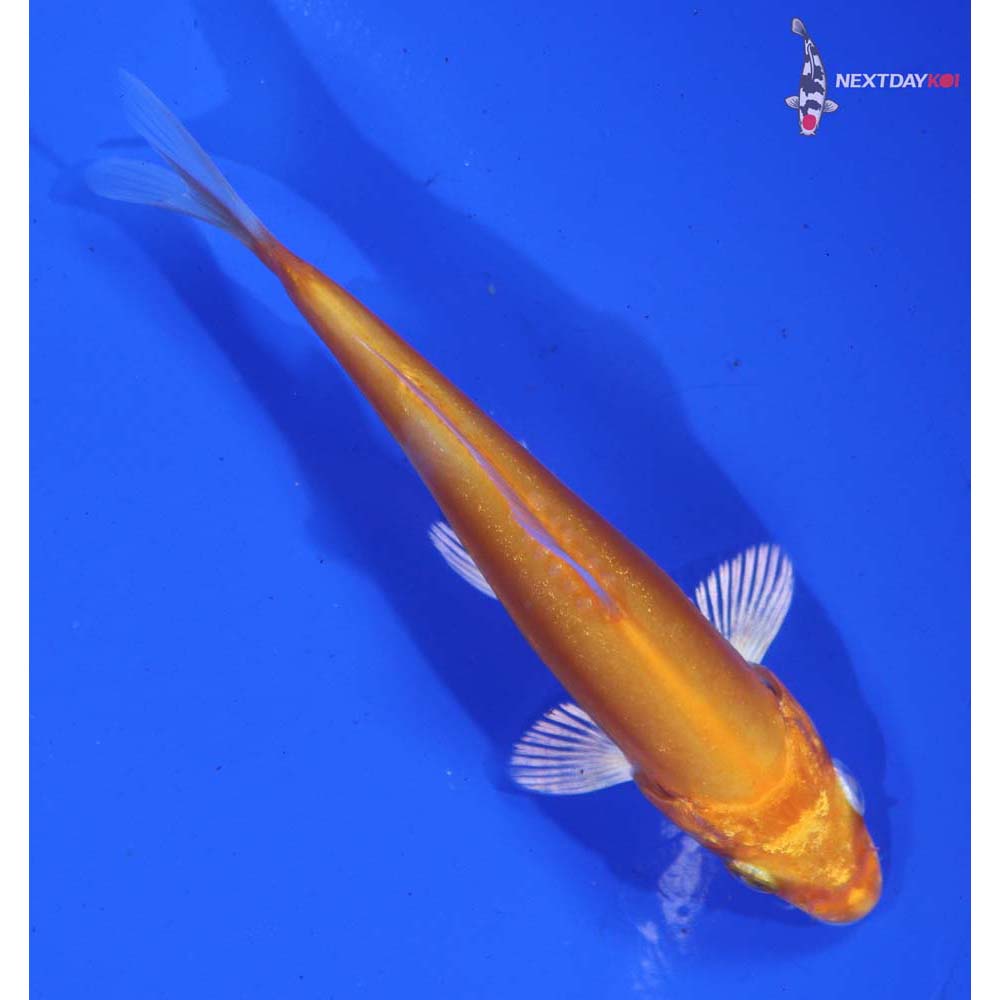 4” Imported Kikusui