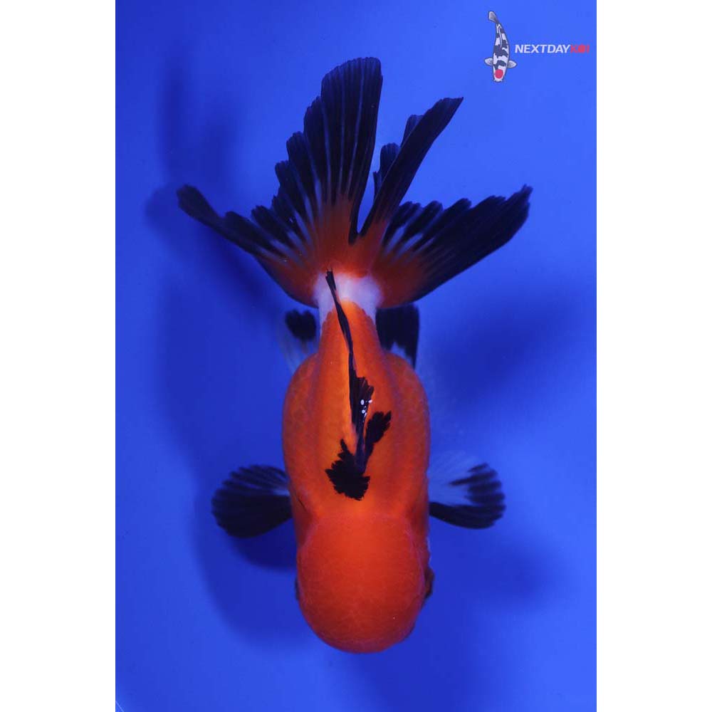 4” Imported Tri Color Oranda