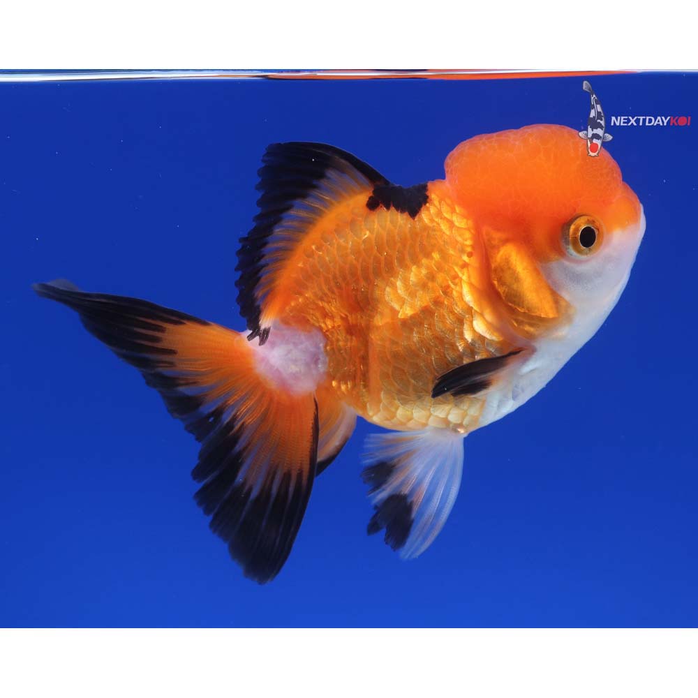 4” Imported Tri Color Oranda