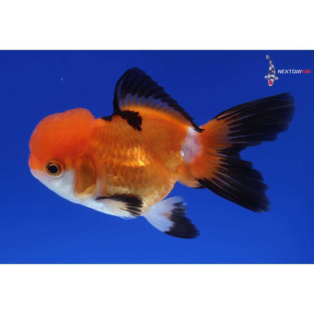 4” Imported Tri Color Oranda