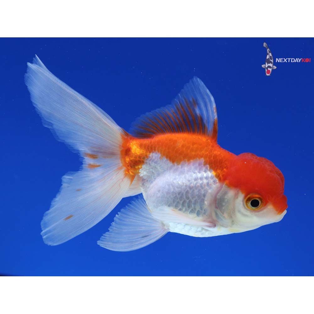 4” Imported Red and White Oranda