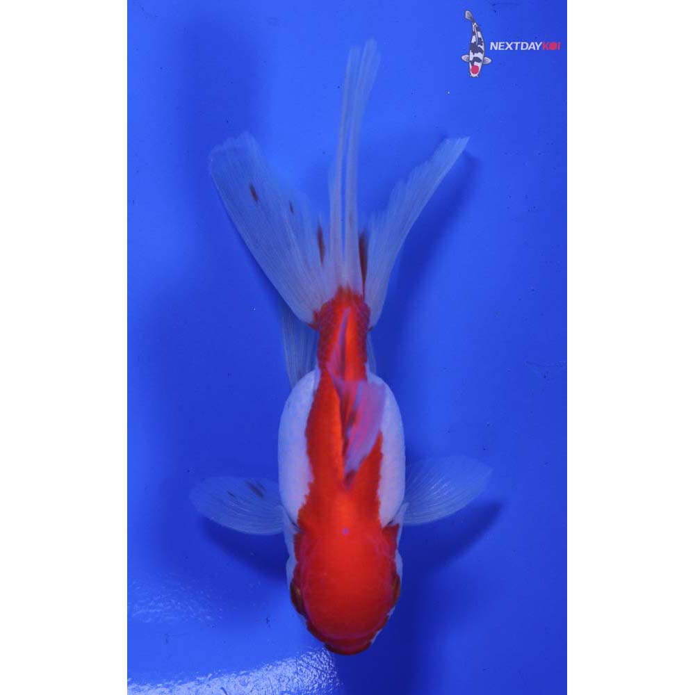 4” Imported Red and White Oranda
