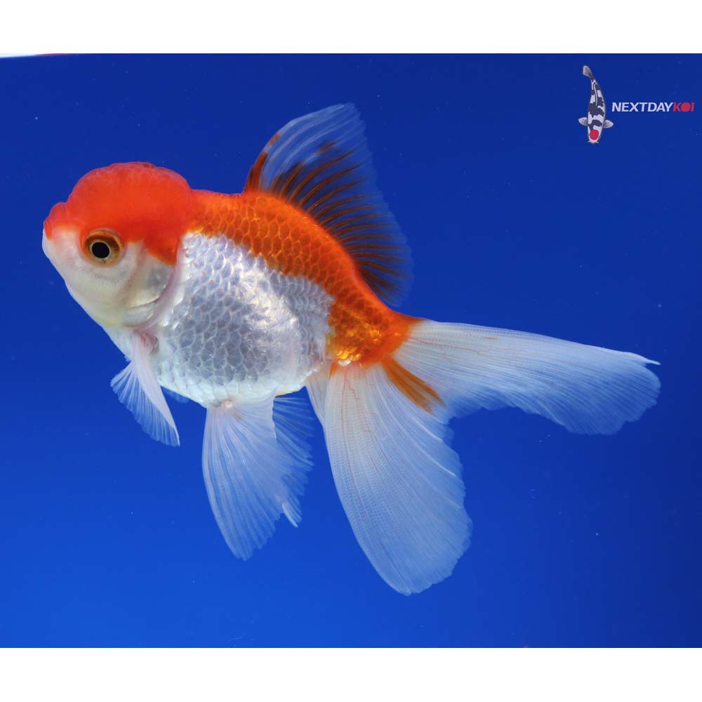 4” Imported Red and White Oranda